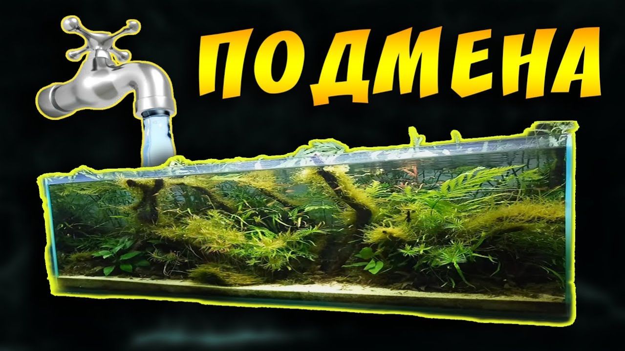 Подмены воды в аквариуме. Сколько? Как часто и почему?