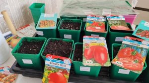 Посев томатов на 2026г.