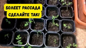 "Болеет" рассада после пикировки? Как этого избежать.
