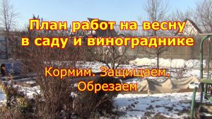 Планы работ весной с садом и виноградом