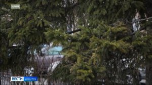 Потепление до +10 градусов ждет иркутян в начале следующей недели