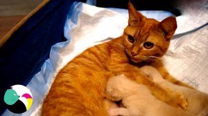 Мама-кошка моет своих котят и кормит их молоком