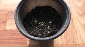 Первые всходы душицы (орегано) на рассаду