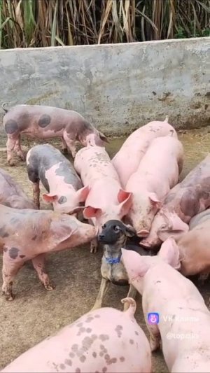 Топ Развлекательный в Контакте Заходи к Нам Мы Тебя Ждём #топ #топчик #роликдня #видеодня #лучшее #л