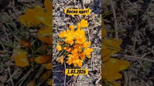 Весна идет! Весне дорогу ☀🌱🌸