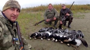 Охота на гуся осень 2025.  Отличные налеты и много трофеев. Охота с чучелами на казарку.