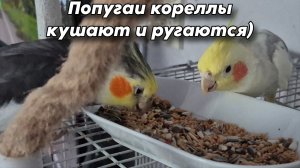 Попугаи корелла кушают корм и ругаются. Ева гоняет Тошу)