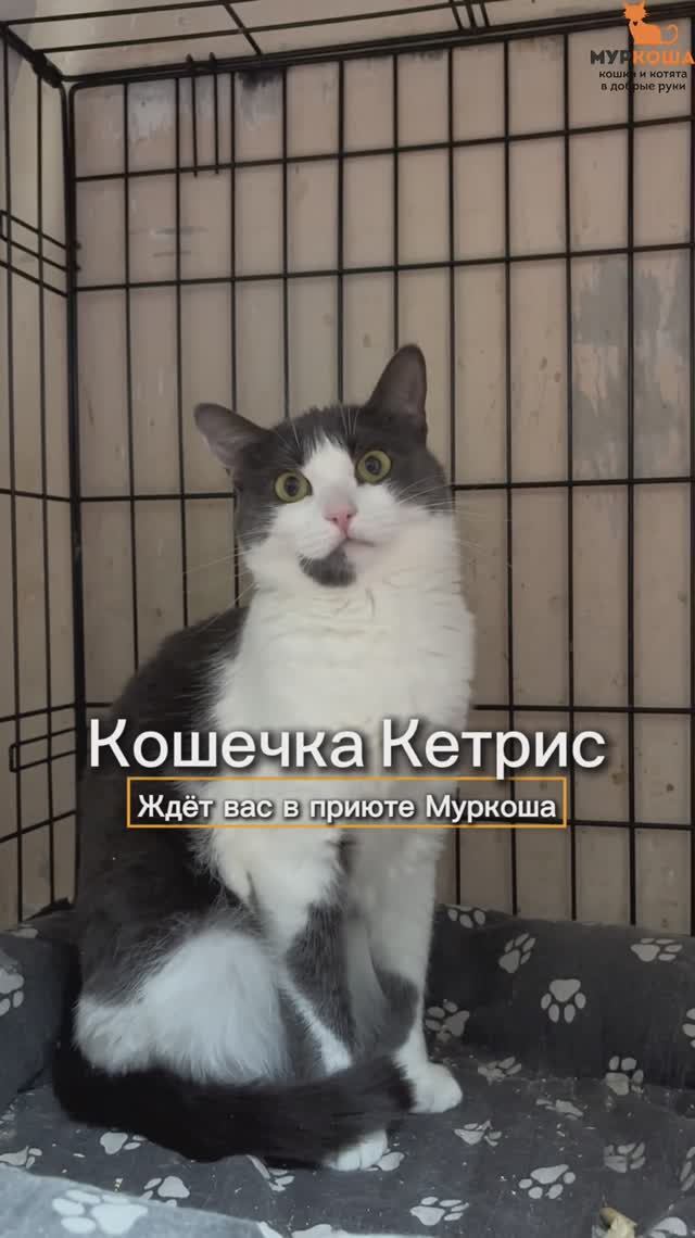 Кетрис ждёт вас в приюте #Муркоша