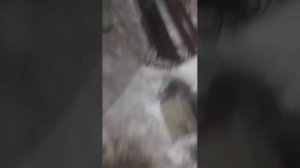 я иду к дедушке но не дойду