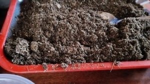 Посев виолы