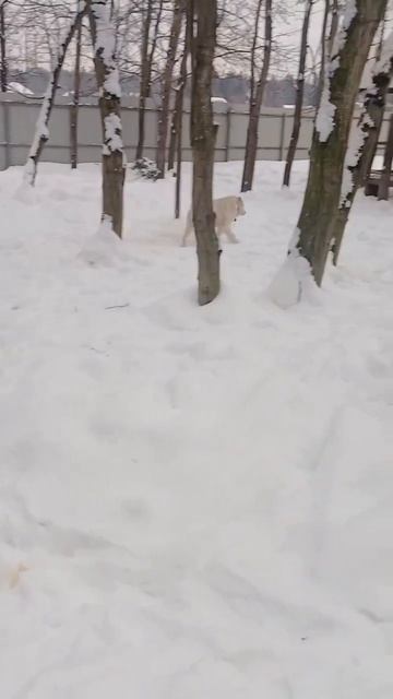 Ждёт свою семью статный медвежонок САО Памир 🍀❗ Пост в описании 🎥 #собака #алабай #овчарка #любовь