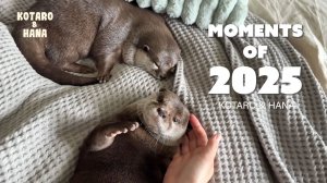 Выдра Котаро и Хана | Обзор 2025 года