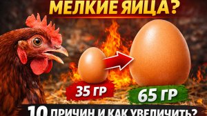 Почему куры несут МАЛЕНЬКИЕ яйца? 10 причин, о которых молчат! Как увеличить размер яйца 🥚🐔



Поч