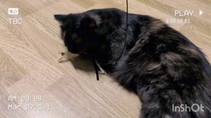 ОХОТА УДАЛАСЬ ДЕЛАЕМ КУСЬ