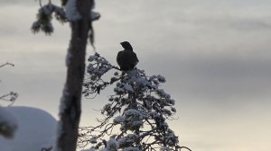 ХИЩНИКИ АТАКУЮТ ДИЧЬ. ОХОТА НА ГЛУХАРЯ С 22 lr зимой. Закрыл сезон охоты на боровую птицу.