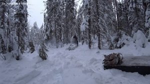 ОБРАТНЫЙ ПУТЬ ДОМОЙ. ОТКРЫЛ ВСЕ КАПКАНЫ. РЯБЧИКИ ВЗЛЕТАЮТ ИЗ ПОД НОГ. 6 серия