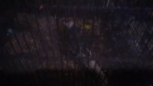 попугай mukbang