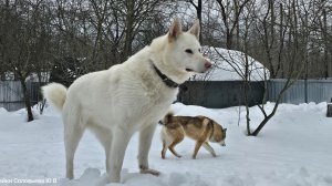 Вязка Златы и Надыма