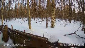 LIVE: На лесной опушке. Природа онлайн