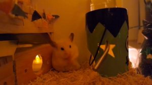 🕸 Ham-o-ween Cage Tour 👻 Тема Хэллоуина