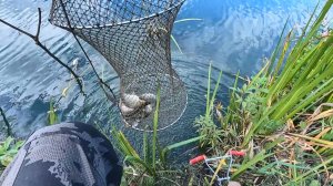 Рыбалка. Скромный улов.