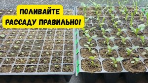 Полив рассады- как это правильно делать Фишки о которых нигде не расскажут