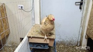 07-03-2026. Сбор яиц 🥚 за целый день.