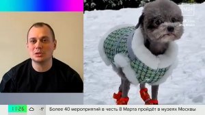 В Москве домашние животные стали чаще страдать ожирением