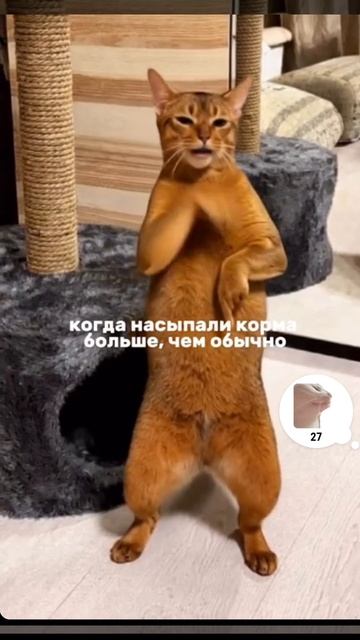 КОТ. И.И #ПРИКОЛ #КОТ