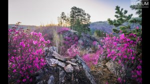 Поздравление с 8 марта!