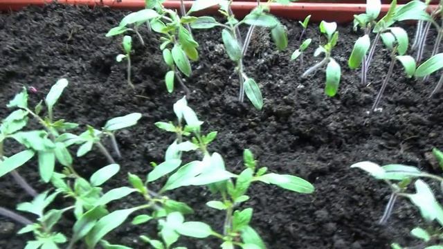 ПОСЕВЫ 2026-50. В этом году получился отличный грунт для рассады!