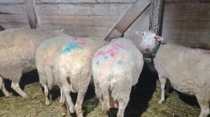 НАШИ КОЛХОЗНЫЕ БУДНИ!