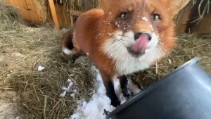 Лиса-Алиса. Лис Игнис исследует содержимое ведра