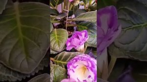 Красота глоксиний неописуема ❤❤❤❤
Посмотрите на мои шедевры из семян 🌿🌿🌿 #глоксиния