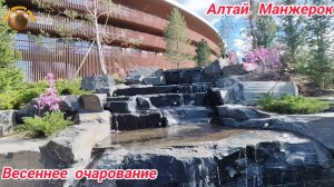 Алтай. Манжерок. Цветущий Маральник. Сереневая красота и весеннее очарование🔥🔥🔥