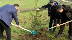 В Душанбе дипломаты из 30 государств высадили 8 тысяч деревьев в рамках экологической акции