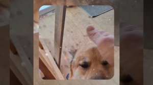 1000050769.mp4 (Собака наблюдает за устройством лестницы на 2-ой этаж в доме А-фрейм)