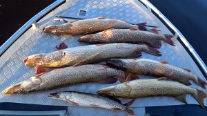 Рыбалка троллингом на крупную щуку. Воблер за 400 рублей выловил всю щуку в реке