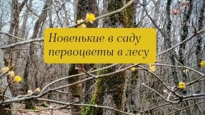 Новые растения купила на Валберис, первоцветы в лесу Анапского района