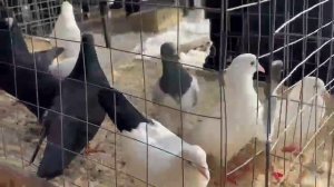 ярмарка головы Бронницы сборная.. 7.03.2026