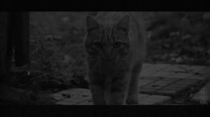 ЗАЧЕМ ЕМУ КОШКИ?... Страшные истории на ночь 🫣🫣🫣