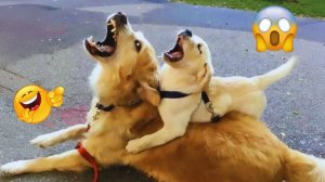 Смешные и забавные животные 😻😺 Лучшие приколы с животными 🐶 Подборка забавных животных