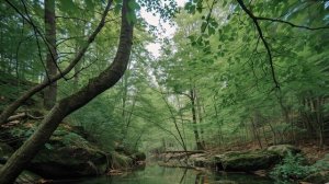 Тишина в лесу