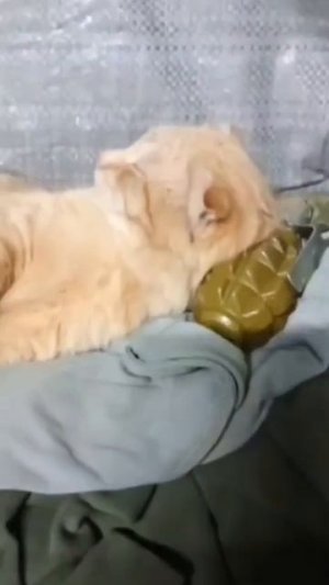 СВО