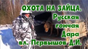 ОХОТА НА ЗАЙЦА . Русская гончая  Дара вл. Первышов Д.И.#охотасгончей#собака #животные #топ #hunting