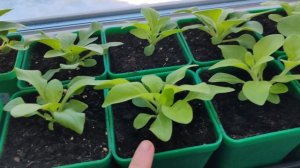 Рассада на окне, какая шикарная рассада в этом году!