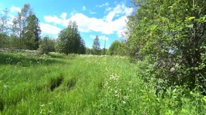 Люди ушли навсегда: тишина заброшенной деревни