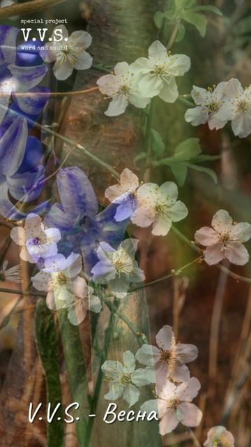 V.V.S.-Весна