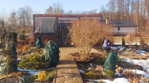 Розы перезимовали плохо😔Обрезаю,вырезаю✂️ #весенниехлопоты