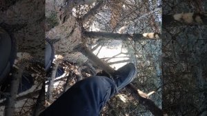 Начало Великой 🤣 Истории ( Белки Матвей и Артём🐿️ начали свой путь.